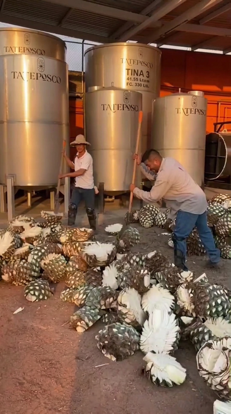 Two workers turning harvested agave hearts in front of the Tateposco fermentation tanks